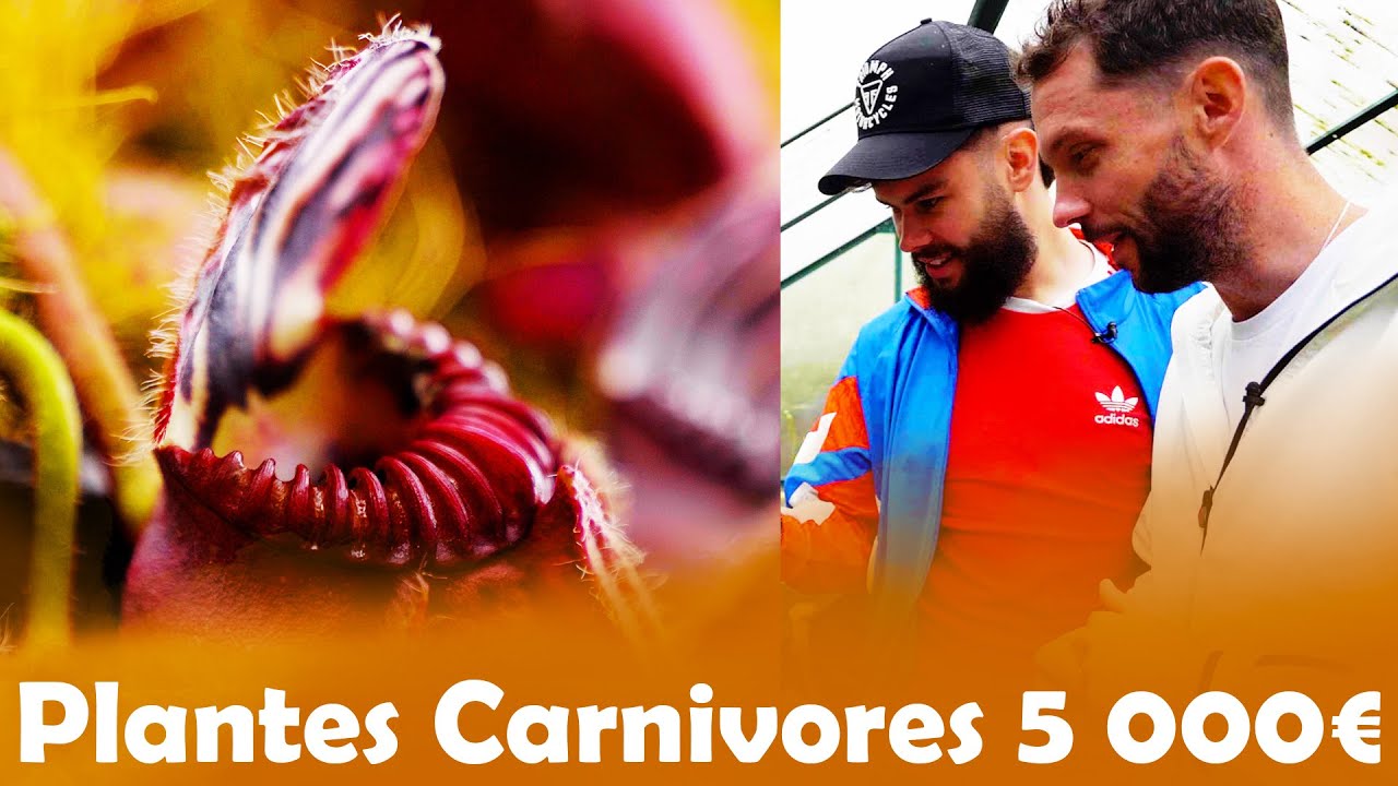 Plante Carnivores à 5€ VS 5000€ avec LeBouseuh !