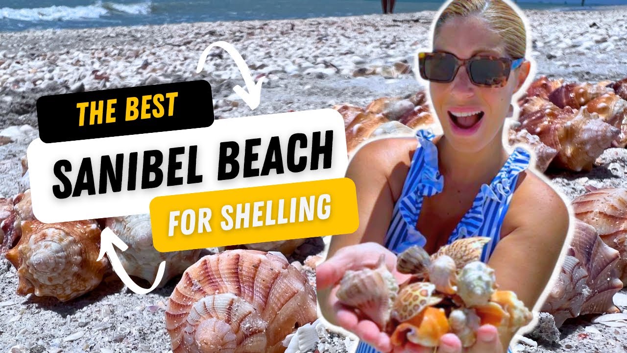 😱 THE BEST Beach for Shelling in SANIBEL Island? 🐚 #shelling