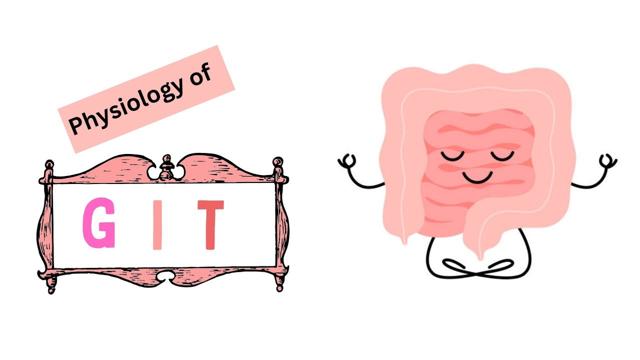 Large intestine and GIT hormones |GIT PHYSIOLOGY 