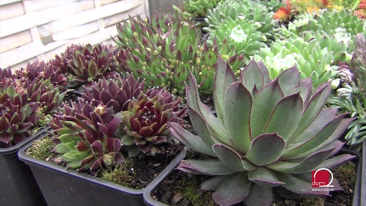 Najljepše kombinacije trajnica