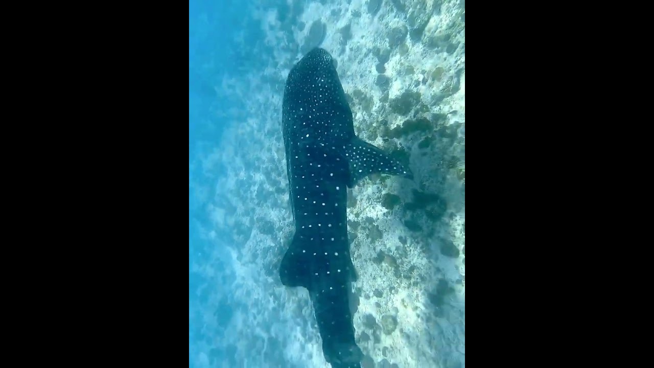 Whale shark in Maldives