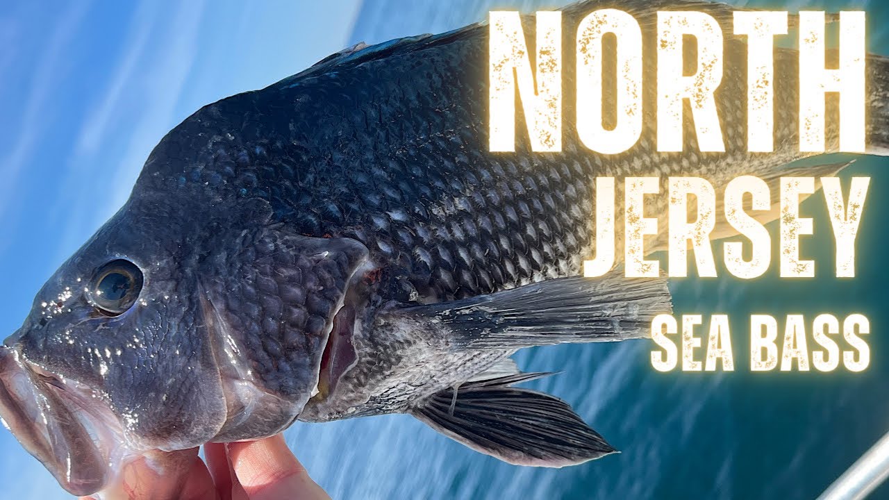North Jersey Sea Bass Fishing