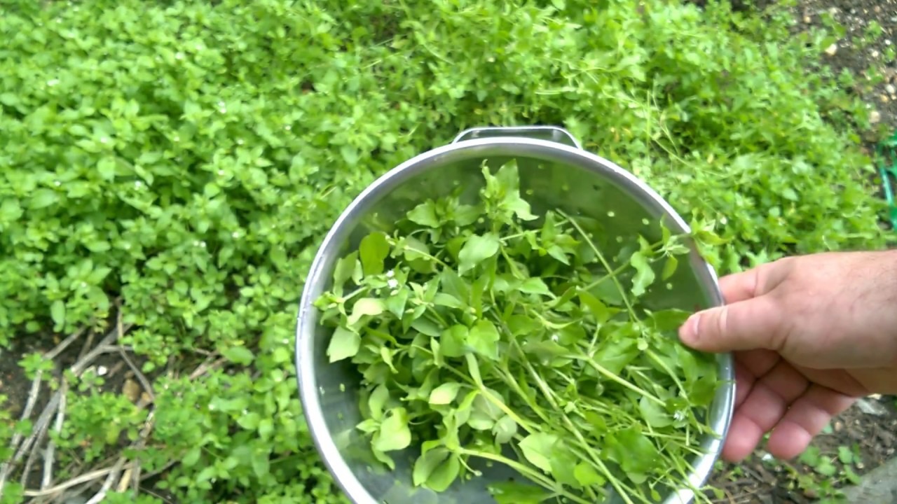 How To Eat Weeds - Chickweed Fritters With Dipping Sauce