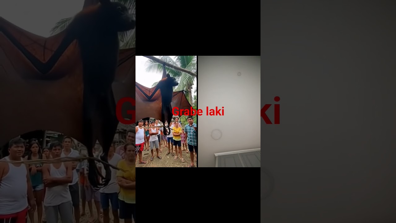 grabe laki ng paniki