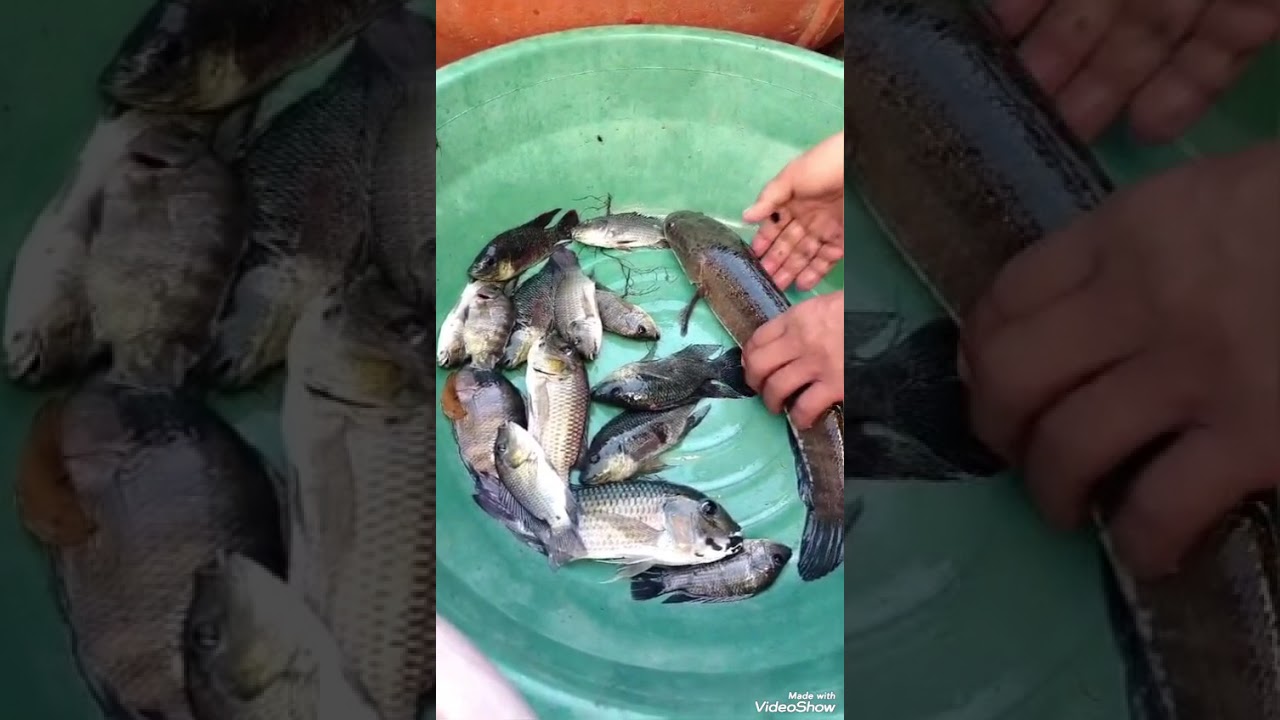 Harvest time bangus tilapia prawns  and shrimps🙏🇵🇭
