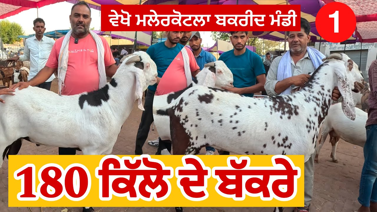 180 ਕਿੱਲੋ ਦੇ ਬੱਕਰੇ | ਵੇਖੋ ਮਲੇਰਕੋਟਲਾ ਬਕਰੀਦ ਮੰਡੀ 2024 | Malerkotla Bakreed Mandi | goat farming #goats