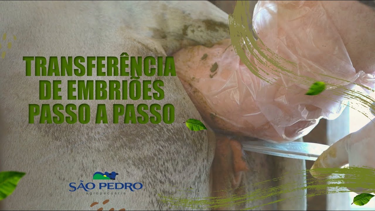 [PASSOA A PASSO] TRANSFERÊNCIA DE EMBRIÕES | FIV VACAS NELORE | TE DE BOVINOS | REPRODUÇÃO BOVINA