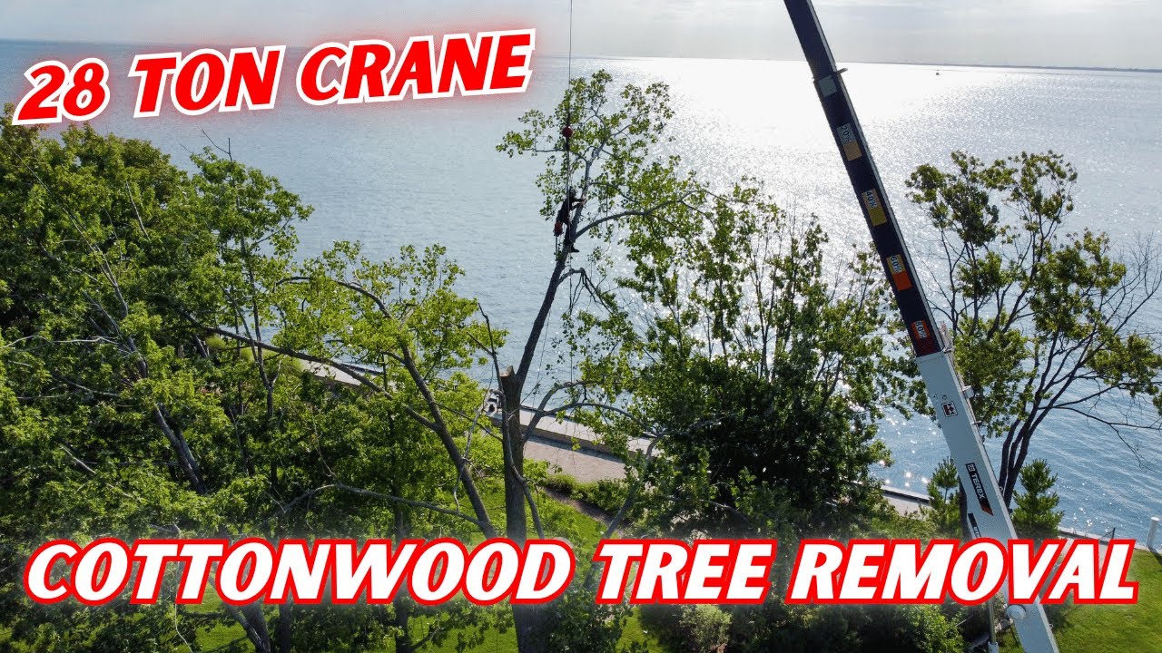 COTTONWOOD TREE REMOVAL WITH 28 TON CRANE BY LAKE ST CLAIR