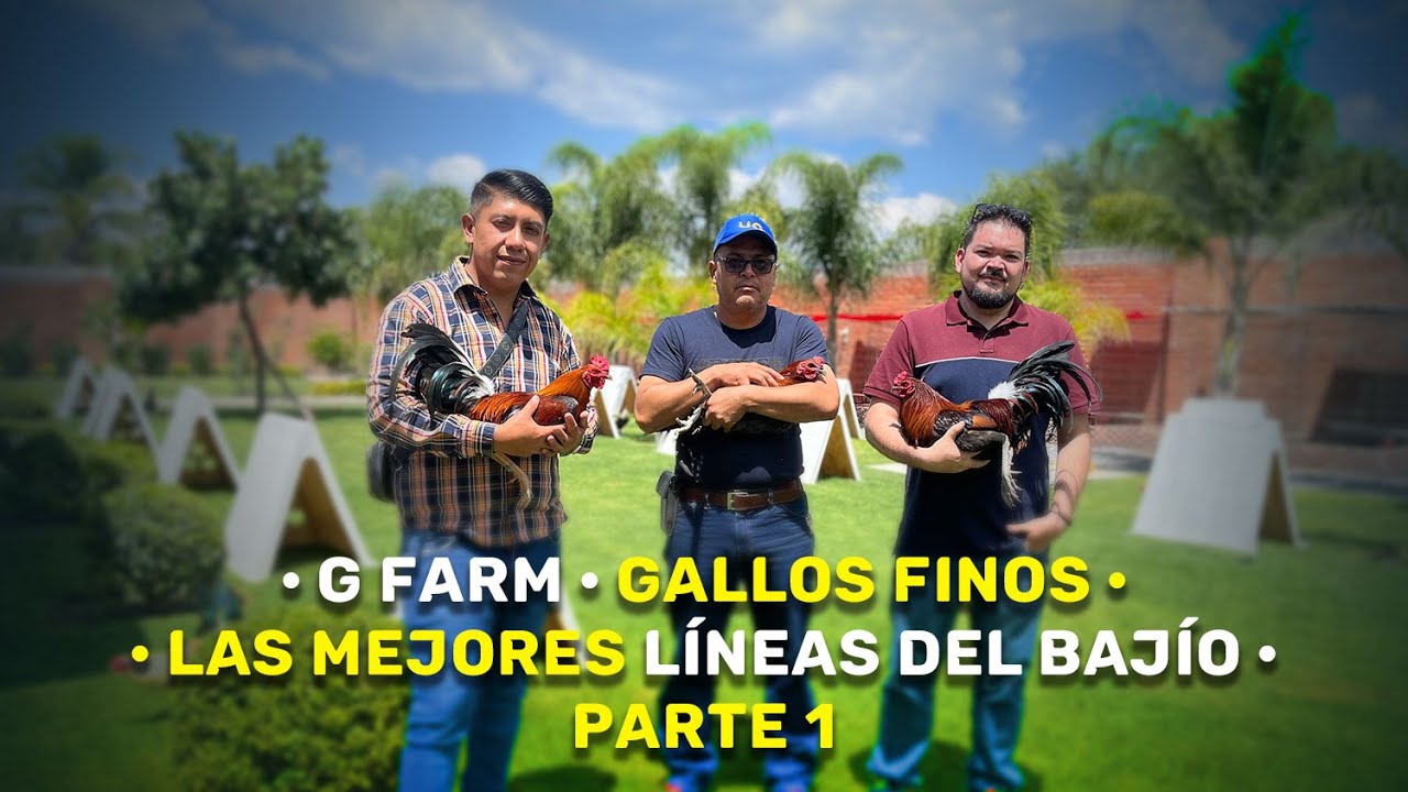 Gallos finos de G FARM / Lineas americanas en México / Galleros de Guanajuato