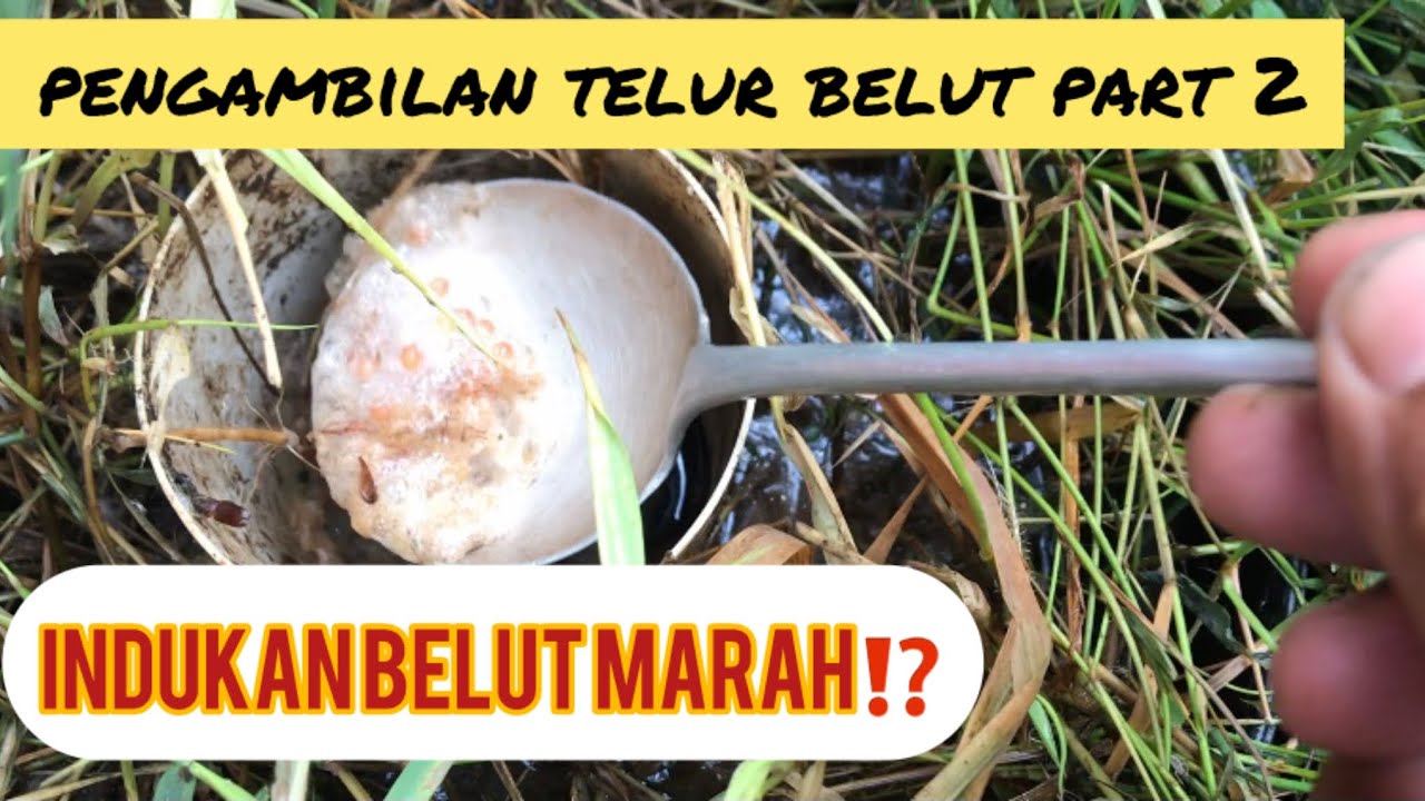 cara mudah pengambilan telur belut dan proses penetasannya