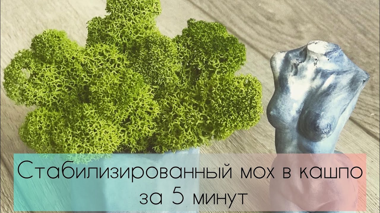 Стабилизированный мох в кашпо своими руками за 5 минут | Мох Ягель | Стабилизированный мох