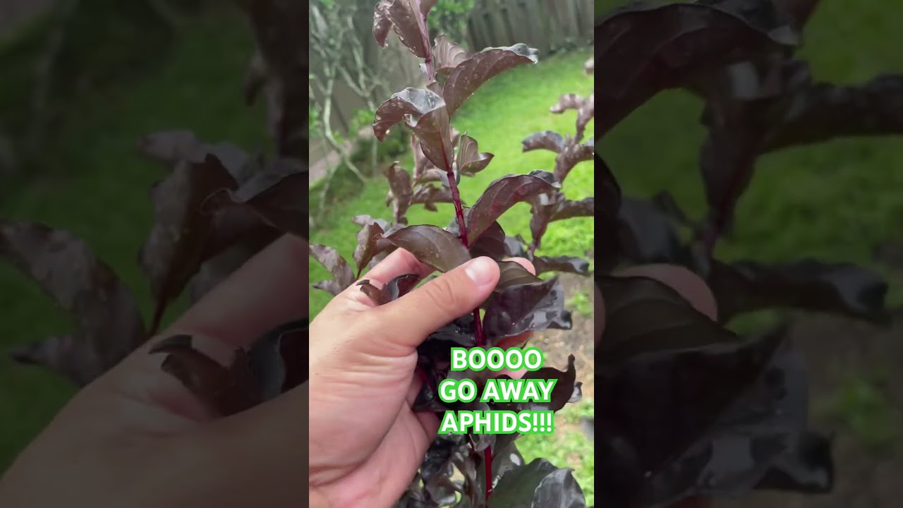 How to deal with an aphid problem on a Crepe Myrtle. BLAST EM WITH WATER DAILY UNTIL GONE!