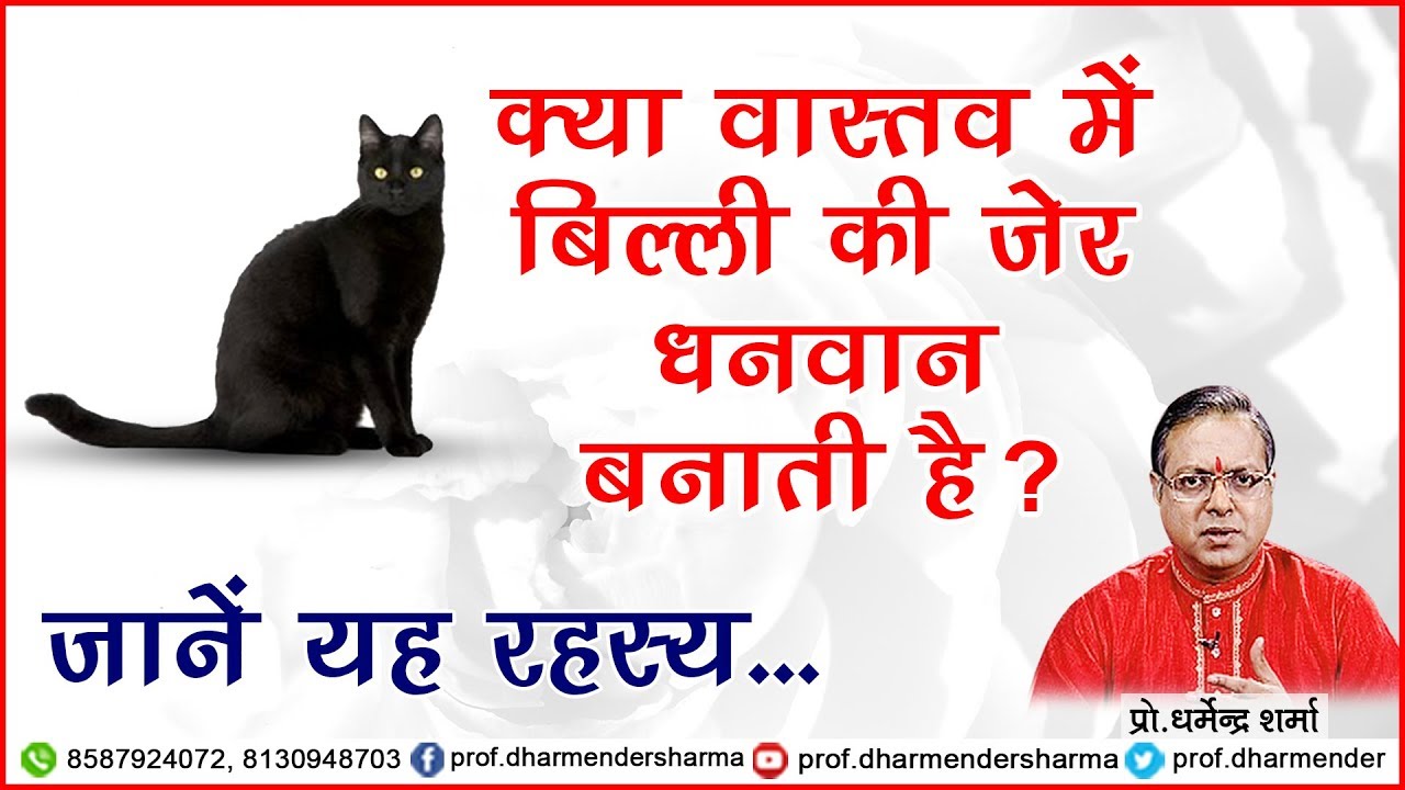 बिल्ली की जेर - जाने रहस्य प्रो.धर्मेन्द्र शर्मा जी से