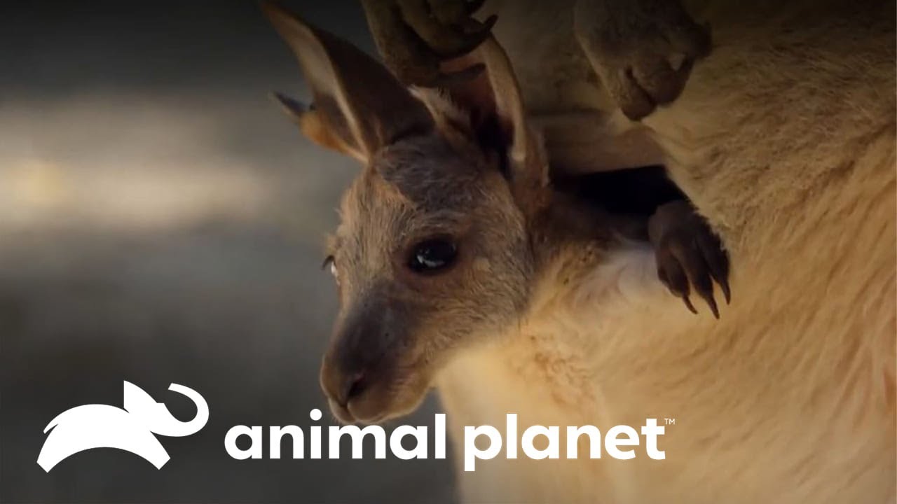 La increíble reproducción de los canguros | Los Secretos del Mundo Animal | Animal Planet