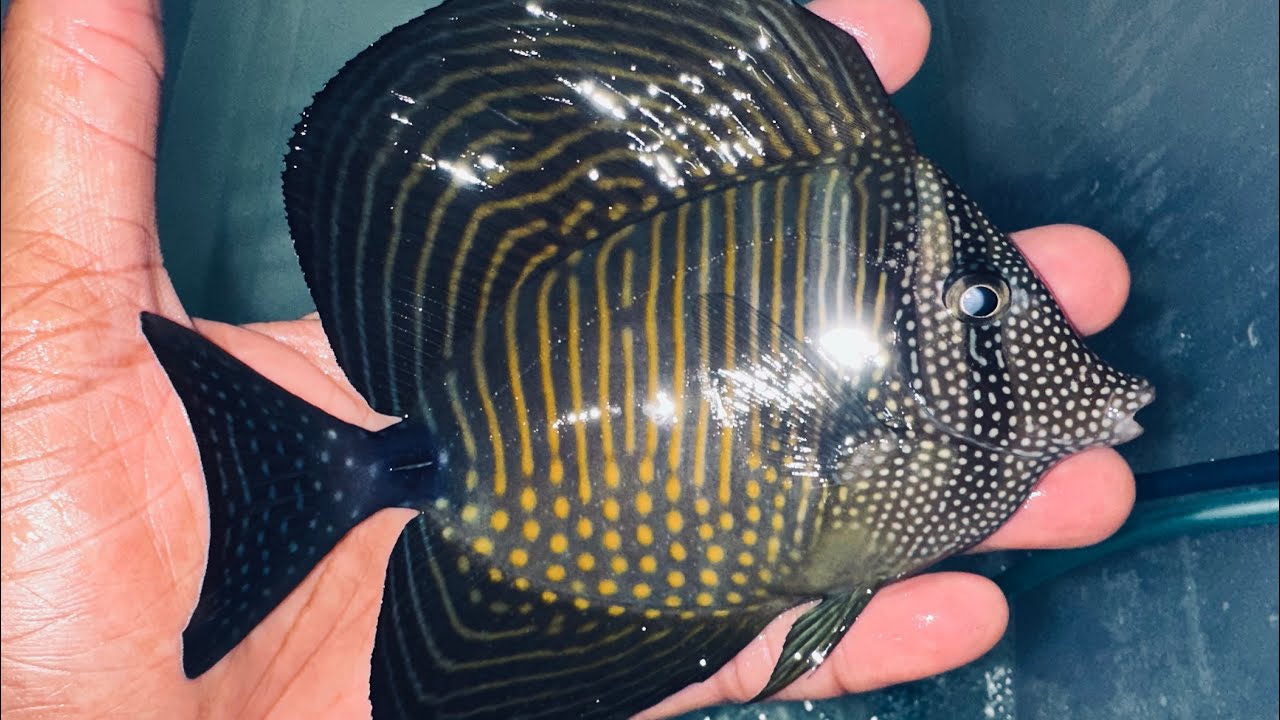 GORGEOUS Red Sea Desjardini Tangs (6.5” & 5”)!