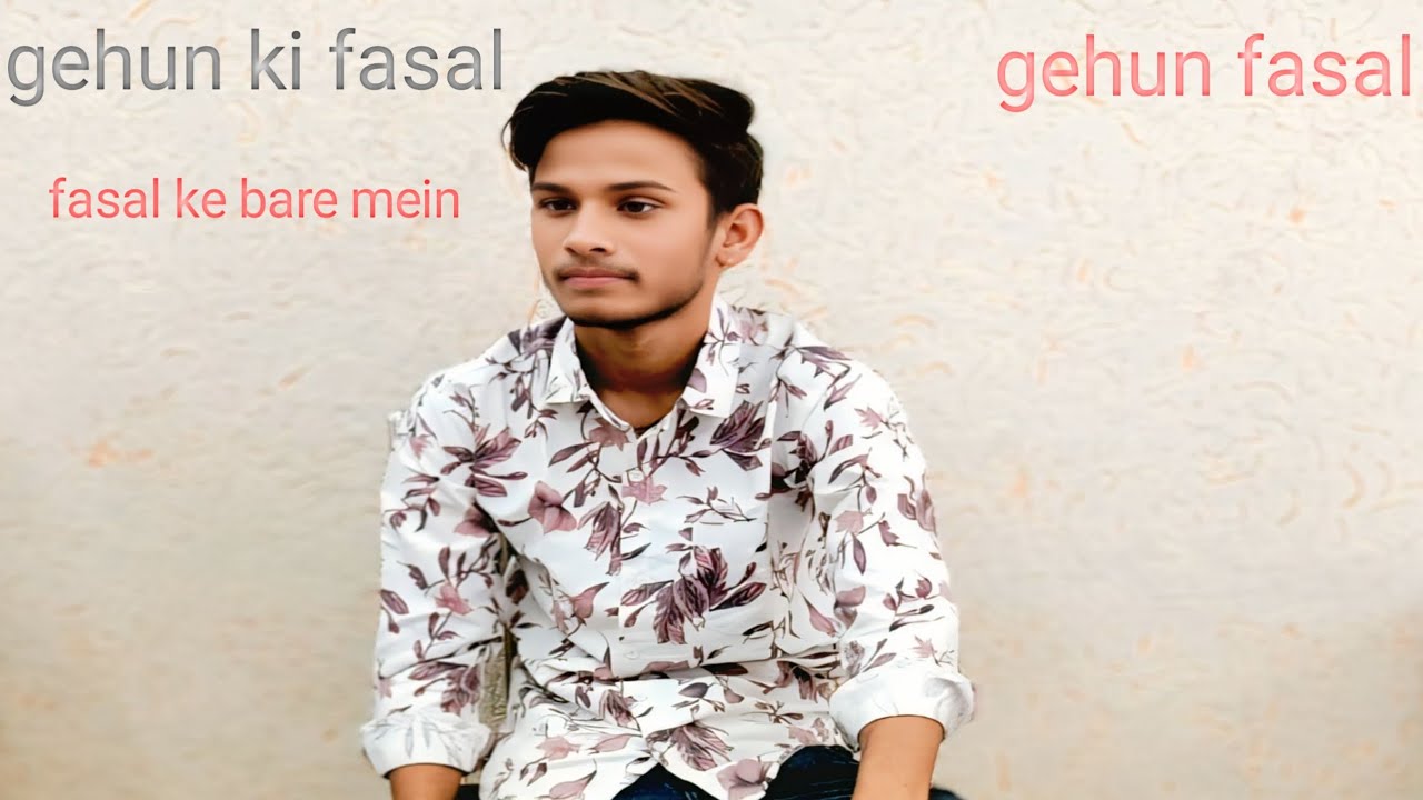 Gehun ki fasal  gehun ki fasal ki paidavar badhane wali video Lala hathi gehun ki fasal 