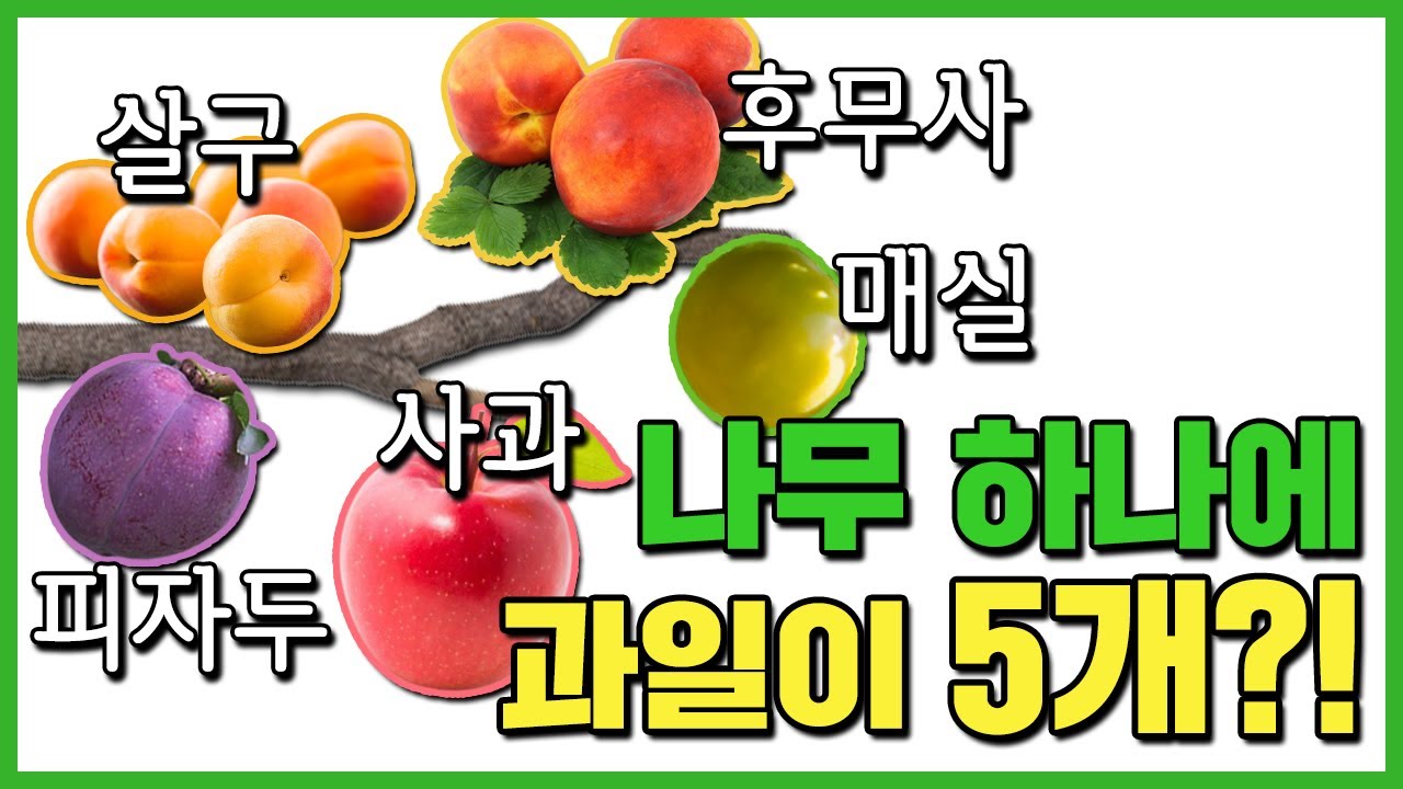 한나무에 5가지 과일이 열린다고? l 접목방법만 알면 똥손도 가능 l 눈접, 쪼개접