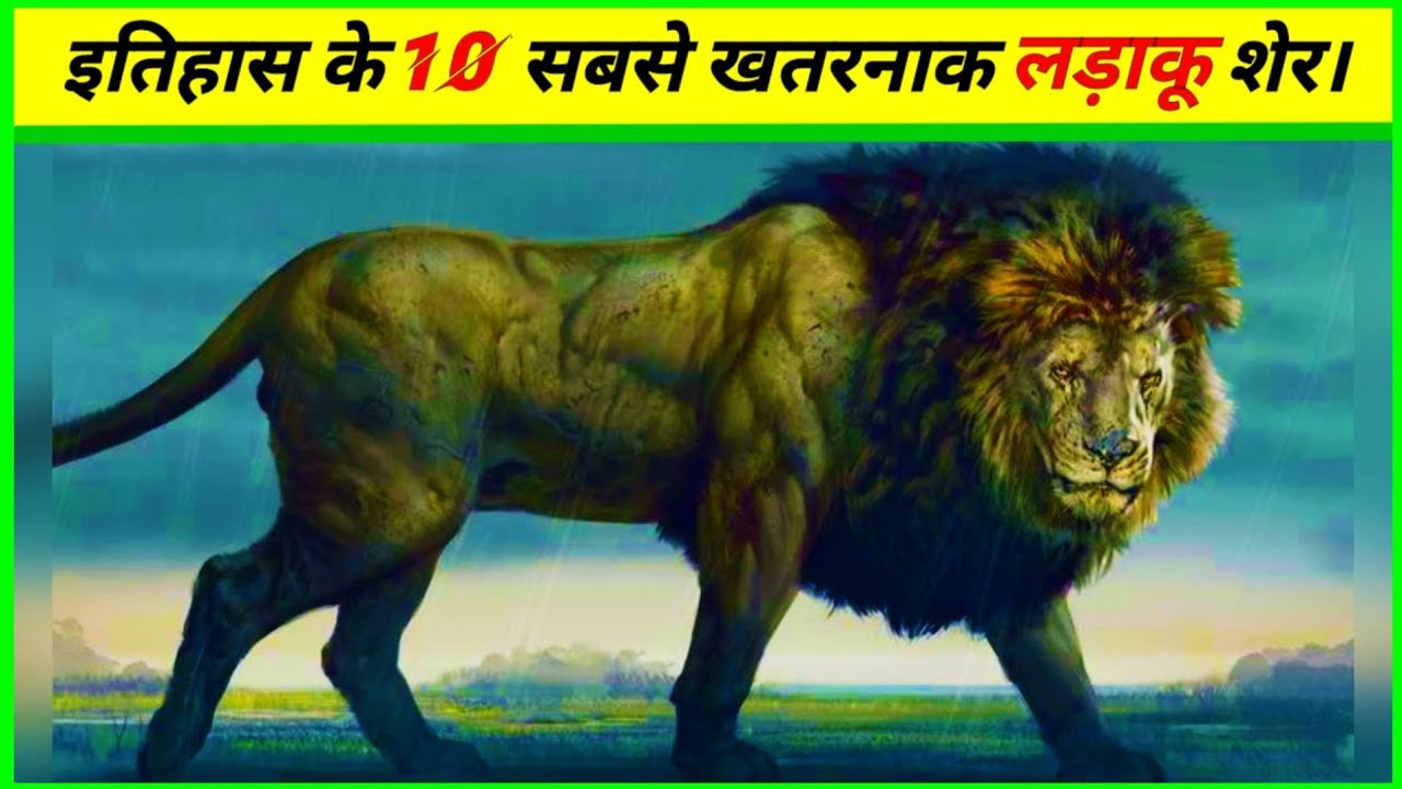 Top ten greatest fighting lions of all time | इतिहास के दस सबसे बेहतरीन लड़ाकू शेर | #akknowledge