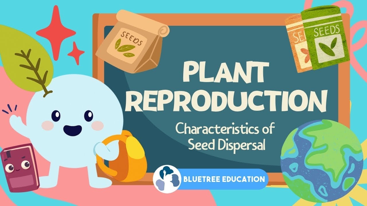 Primary Science PSLE Revision Guide EP 07 | Plant Reproduction | Characteristics of Seed Dispersal 🌱