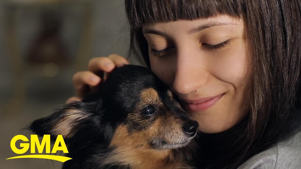 Happy National Dog Day! Here's how dogs can improve your mental health | GMA Digital