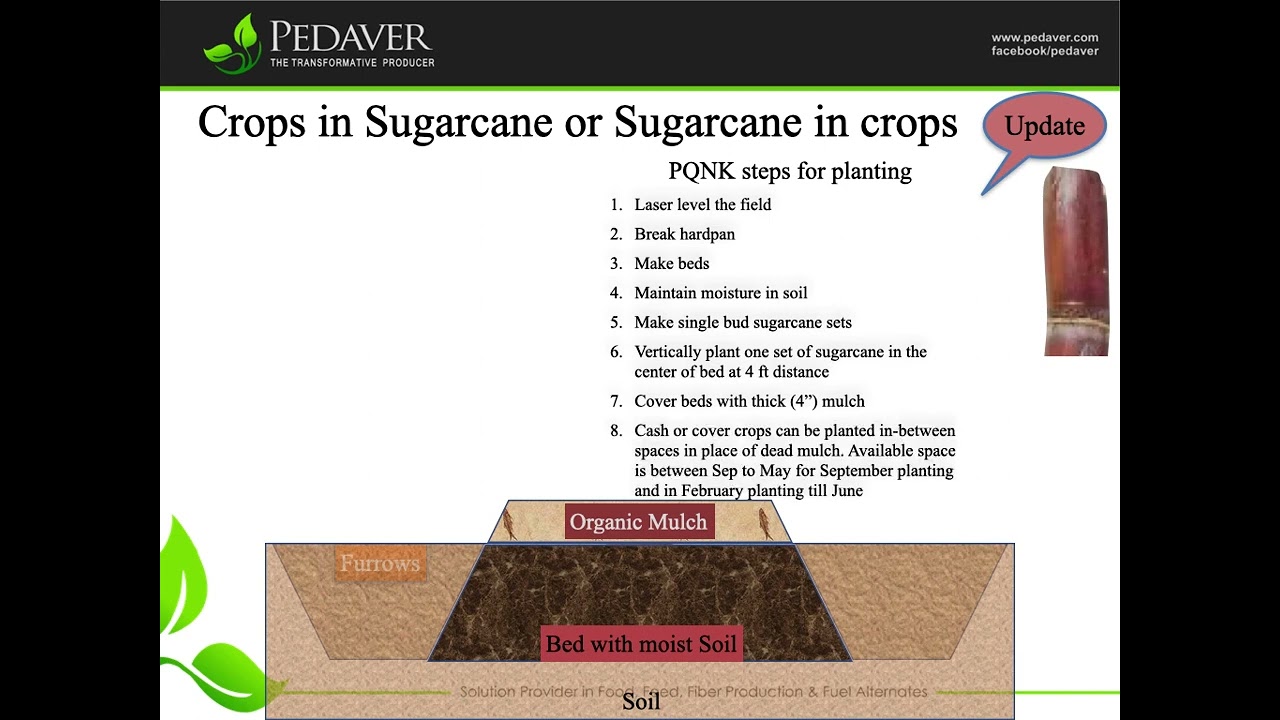 Sugarcane on PQNK