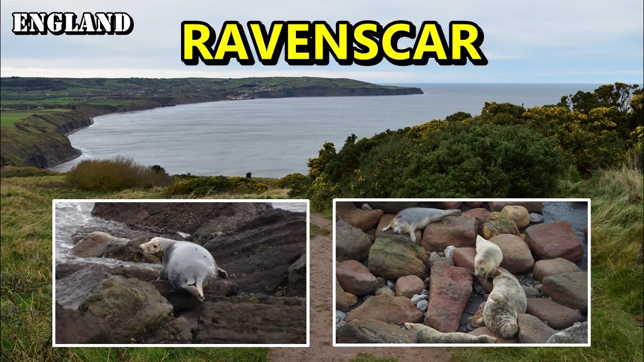 Yorkshire Coast - Ravenscar - Seals And Strong Wind /England/