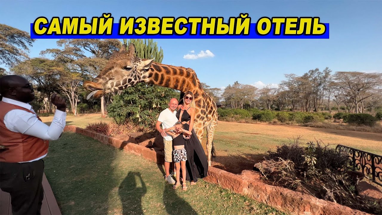 Giraffe Manor усадьба жирафов Кения / Самый известный отель и завтрак с жирафами в Кении Жираф Манор