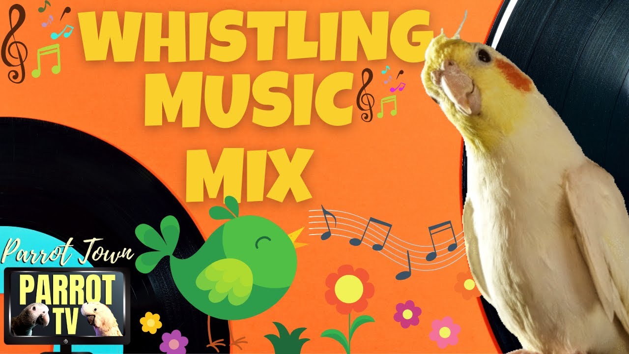 Whistle Music Mix for Birds | Happy Music for Birds to Whistle to | Parrot TV for Your Bird Room 😗🎵