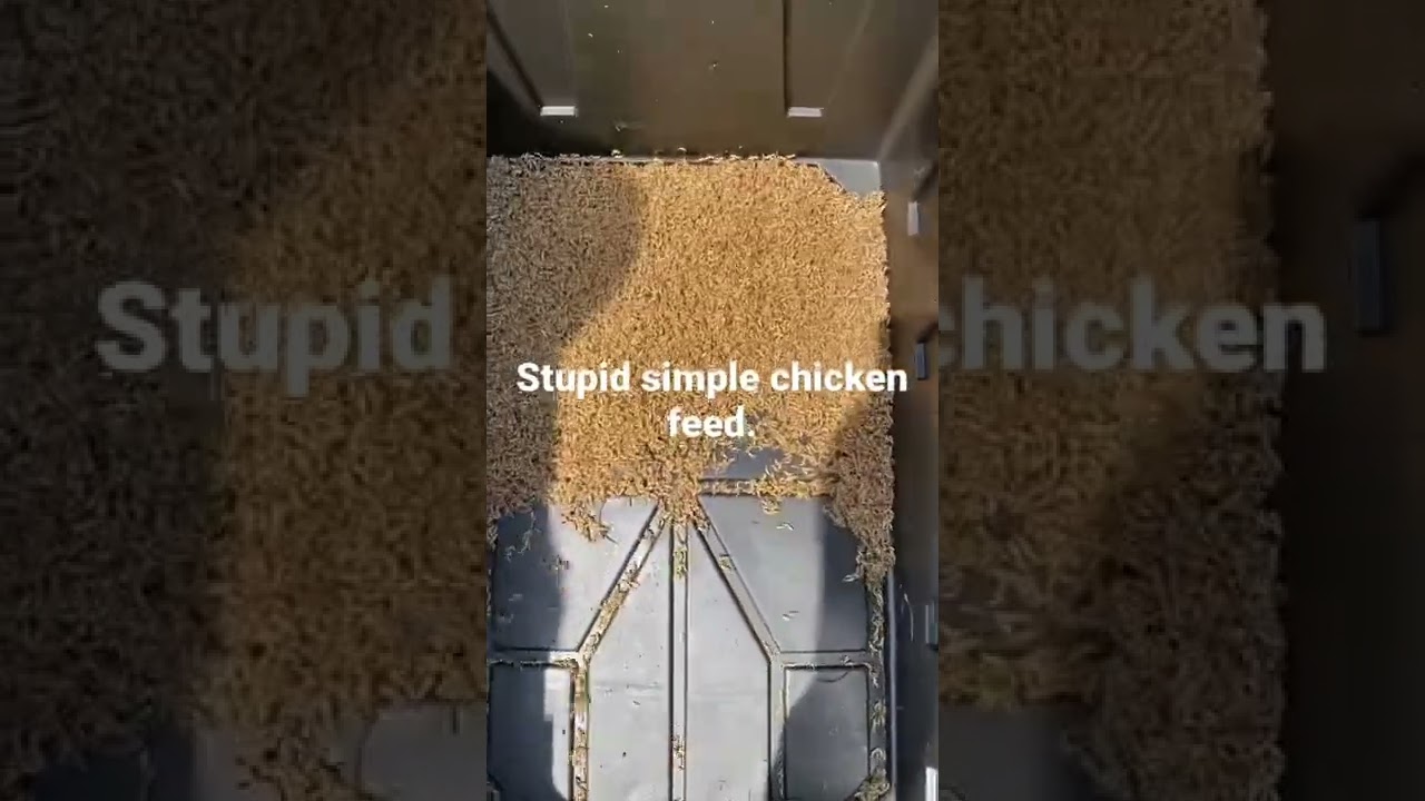 Глупая простая ловушка для червей делает корм для кур бесплатным. 🤢