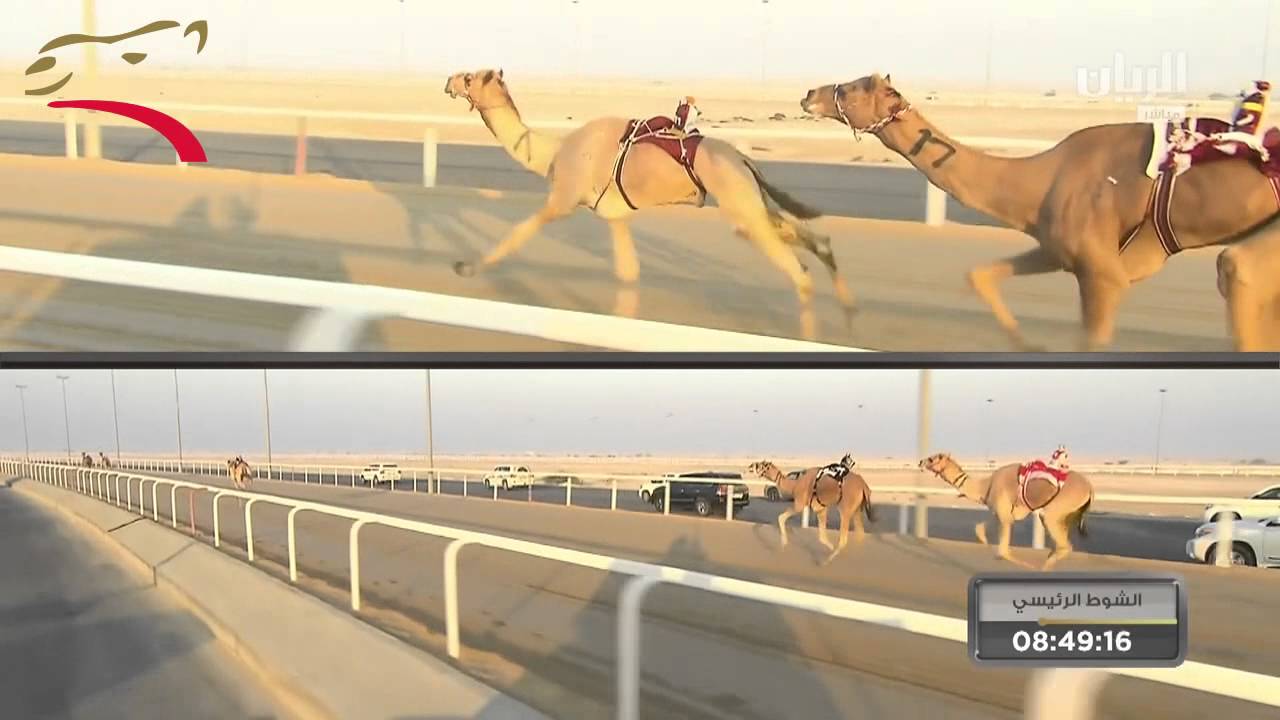 مهرجان المؤسس- ثنايا (مفتوح) 8 ك- ش2 كرار لـ هجن الشيحانية  ت:12:52:54