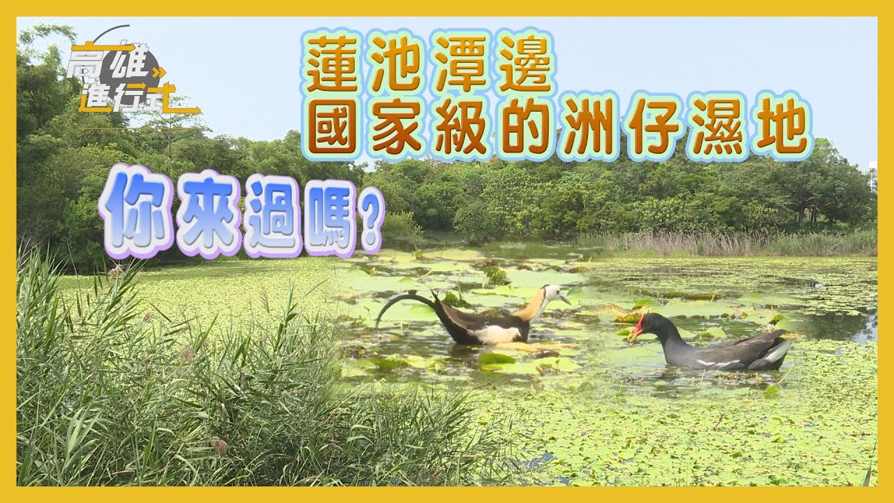 蓮池潭邊國家級的洲仔濕地 你來過嗎？ ◆高雄進行式2024