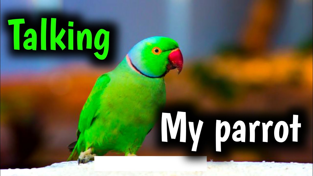 🎤 Talking Parrot Funny Voice | My New Pet Learns to Talk