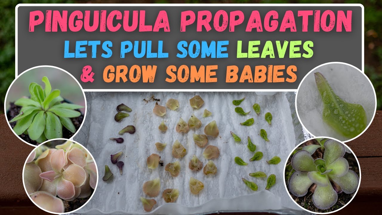 Easily Grow Pinguicula Leaf Pullings With Fool Proof Mexican Butterwort Propagation Method