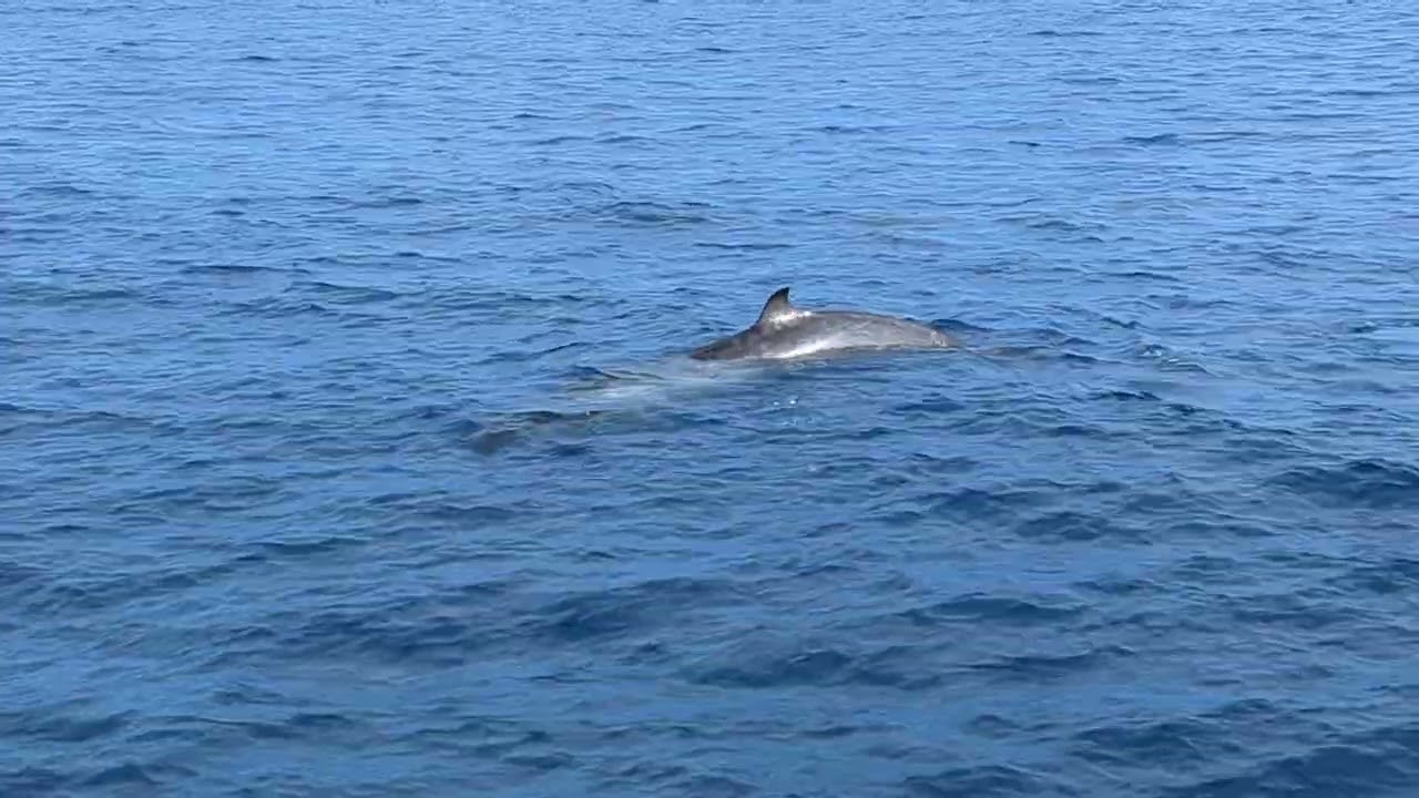 銀杏齒喙鯨 Ginkgo-toothed beaked whale