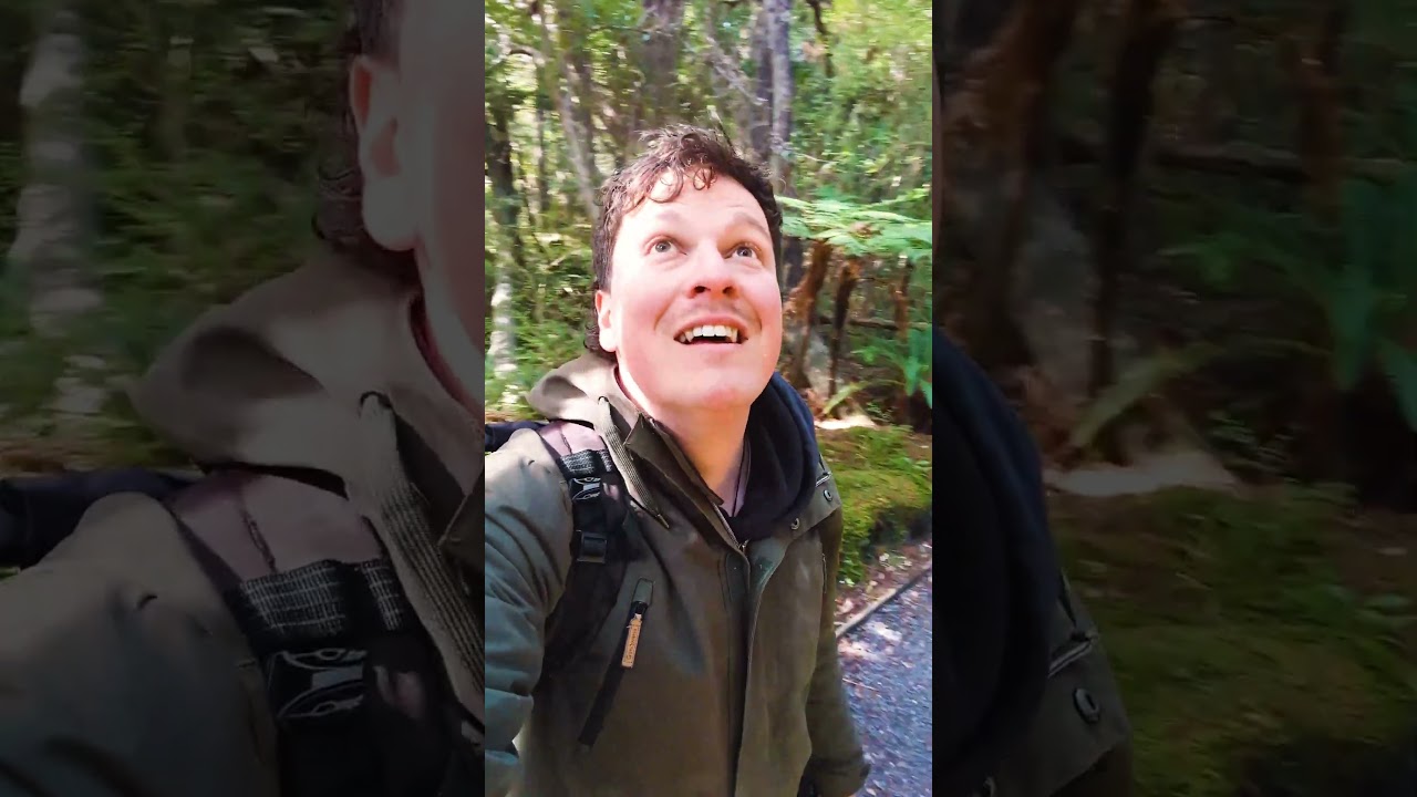 Ulva Island, Bird Paradise in New Zealand! #shorts #birding #birdwatching