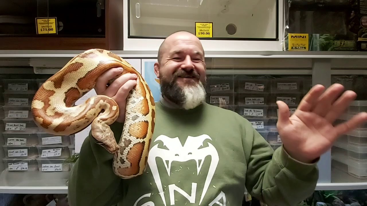 S'N'A Intermediate Series: Episode 22 - Red Blood Python (Python brongersmai)