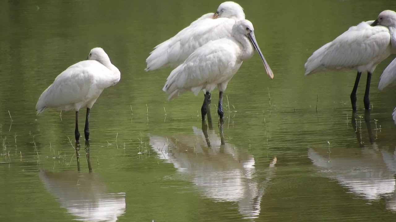 Spoon Billed in Gajner,  Gajner Lake  wildlife sanctuary