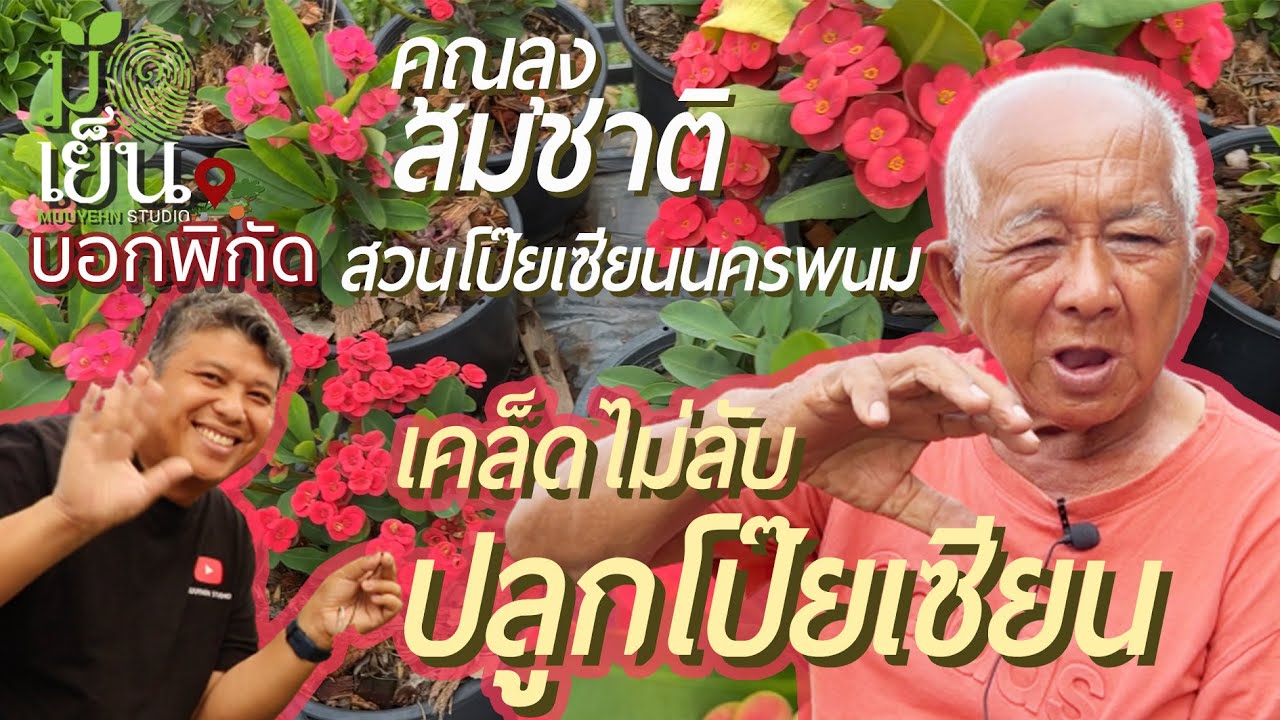 เคล็ดไม่ลับปลูกโป๊ยเซียน จากคุณลุงสมชาติ มือใหม่ต้องดู มือเก่าก็พลาดไม่ได้ สวนโป๊ยเซียนนครพนม