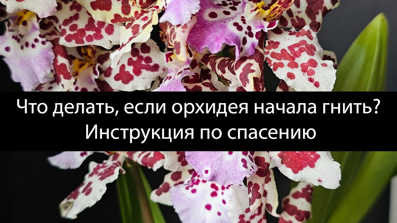 Псевдобульба орхидеи начала гнить. Как спасти орхидею?#орхидеи #пересадкаорхидей #реанимацияорхидей