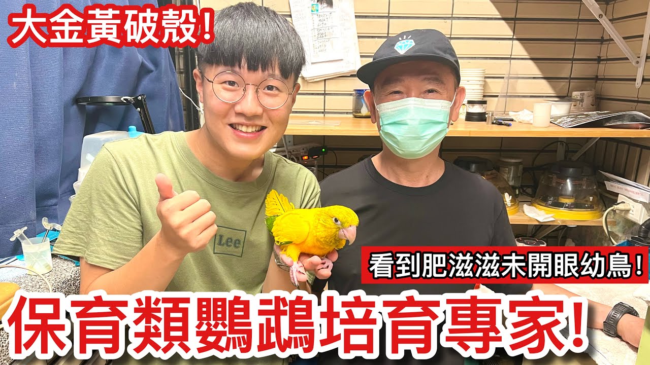 超耀眼！獨家專訪培育稀有「保育類」鸚鵡的資深專家！內行人不說的私藏物種「大金黃錐尾鸚鵡」！Guaruba guarouba【鸚鵡小木屋X寵物鳥圖鑑】