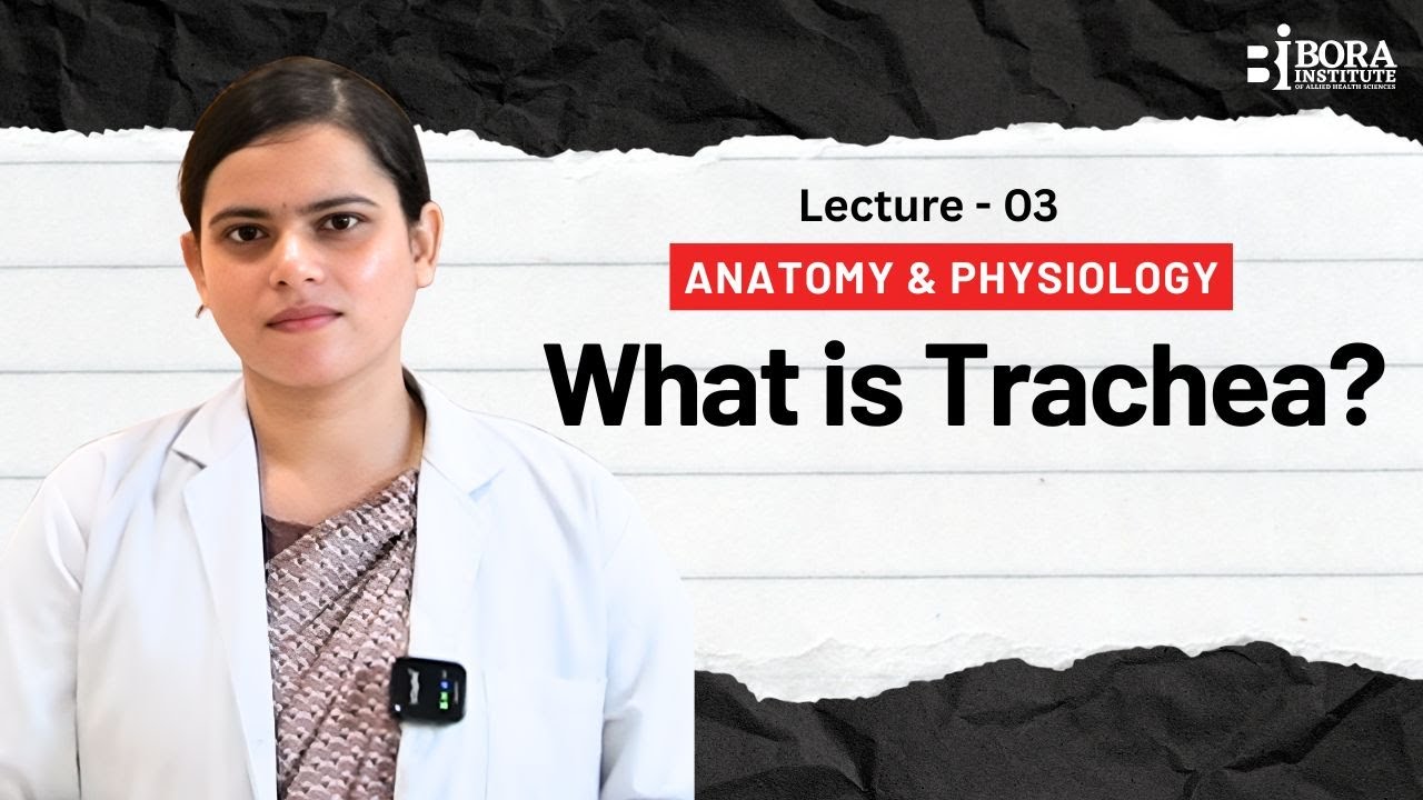 What is Trachea? | Anatomy & Physiology Lecture 03 | Bora Institute of Allied Health Sciences