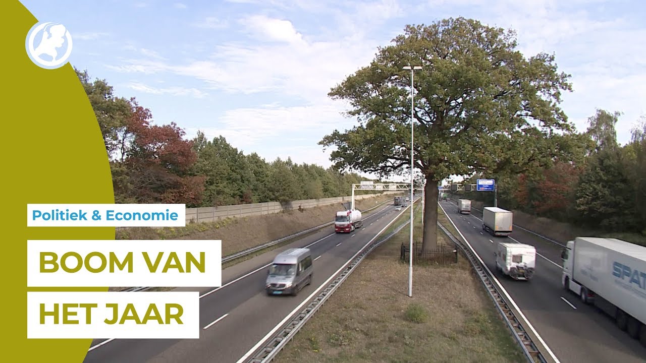 Moet iconische &lsquo;Troeteleik&rsquo; in berm A58 gered worden?