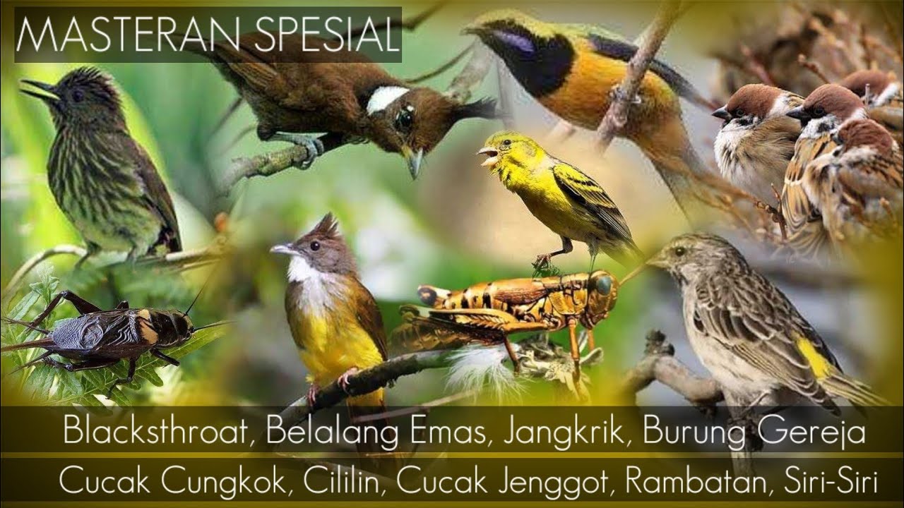 Cililin vs Cungkok || Rambatan || Kenari || Siri-Siri || Belalang Emas || Jangkrik || Blackthroat