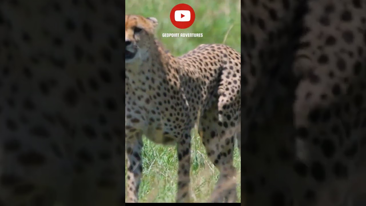 #masaimaranationalpark #nature #tembeakenya #wildlife #wildlifephotography