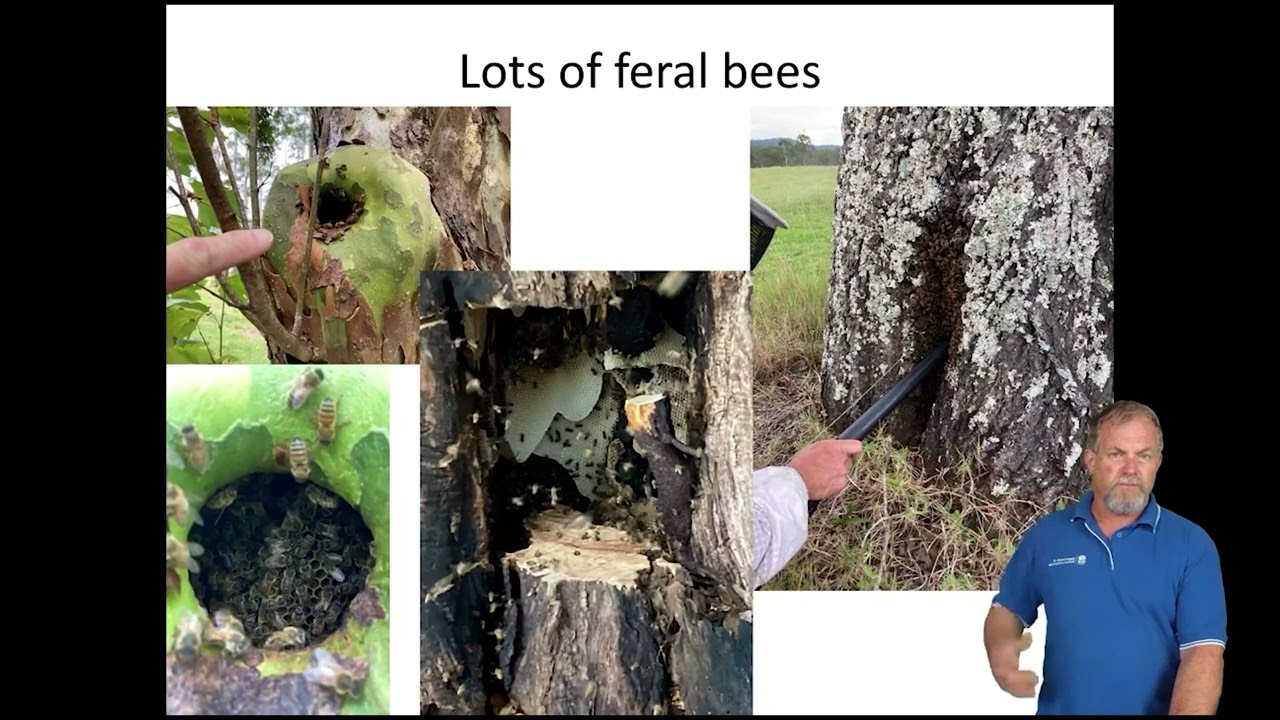Rod Bourke, NSW DPI - Varroa, viruses & biosecurity risks