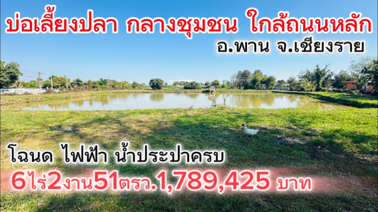 SS.26001💧ธุรกิจบ่อเลี้ยงปลา กลางชุมชนใกล้ถนนหลักใกล้ตัวเมืองอำเภอพาน ไฟฟ้า น้ำประปา ทำร้านอาหารได้