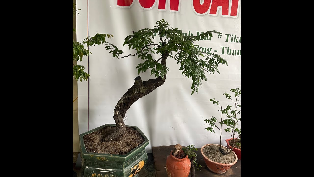 Linh Hải:muội hồng,phân thuốc cho hoa phong lan ….0969569678