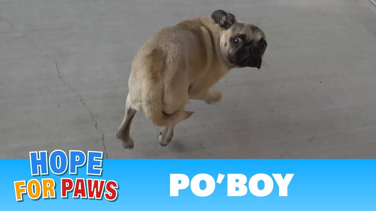 Abandoned Pug needs your help with finding a loving forever home. #dogrescue