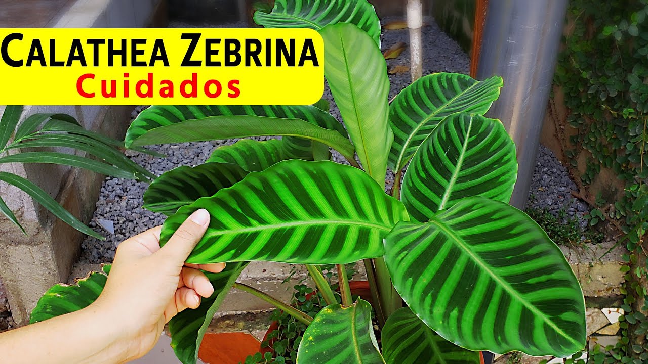 Calathea Zebrina | Cuidados y Reproducción de las Calatea