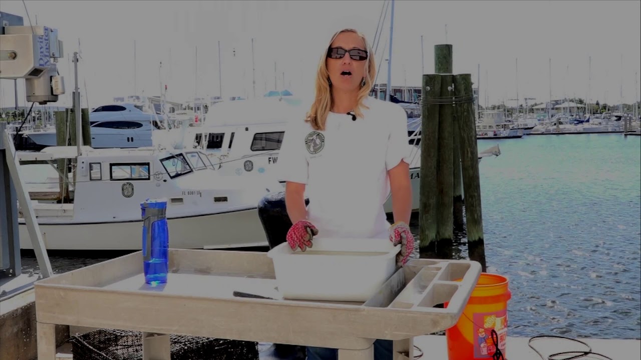 St. Andrew and St. Joseph Bay Scallop Restoration